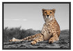 prächtiger Gepard in Savanne Schattenfugenrahmen 100x70
