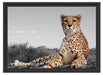 prächtiger Gepard in Savanne Schattenfugenrahmen 55x40