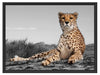 prächtiger Gepard in Savanne Schattenfugenrahmen 80x60