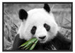 kuscheliger Panda frisst Bambus Schattenfugenrahmen 100x70