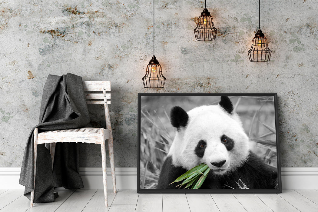 kuscheliger Panda frisst Bambus Schattenfugenrahmen Wohnzimmer