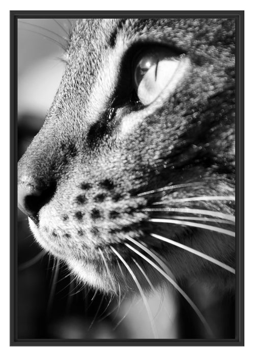 Pixxprint Katzen Gesicht