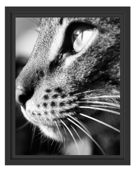 Katzen Gesicht Schattenfugenrahmen 38x30