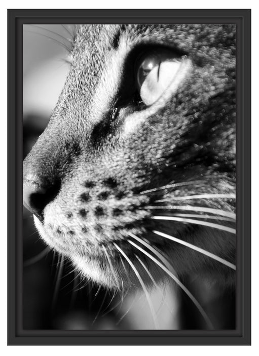 Katzen Gesicht Schattenfugenrahmen 55x40