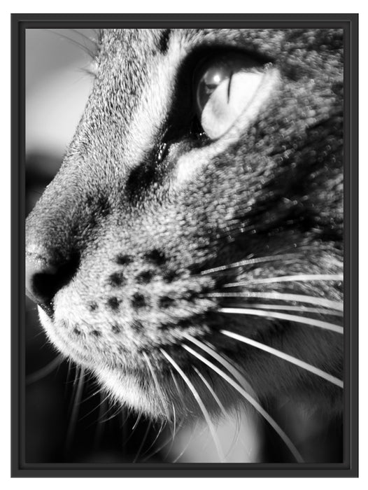 Katzen Gesicht Schattenfugenrahmen 80x60