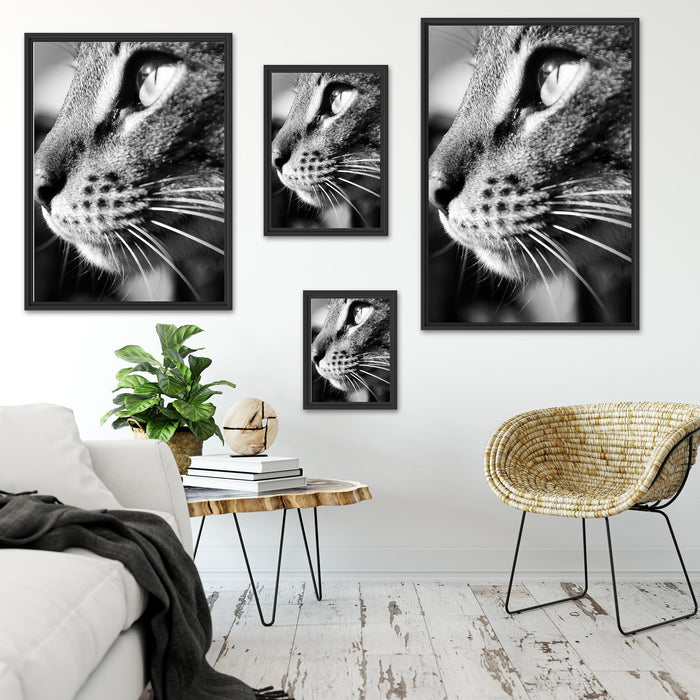 Katzen Gesicht Schattenfugenrahmen Dekovorschlag