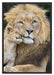 Löwe mit Jungtier Schattenfugenrahmen 100x70