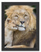Löwe mit Jungtier Schattenfugenrahmen 38x30