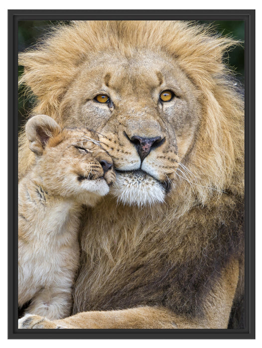 Löwe mit Jungtier Schattenfugenrahmen 80x60