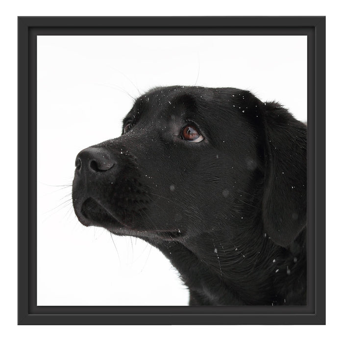 Schwarzer Labrador im Schnee Schattenfugenrahmen Quadratisch 40x40