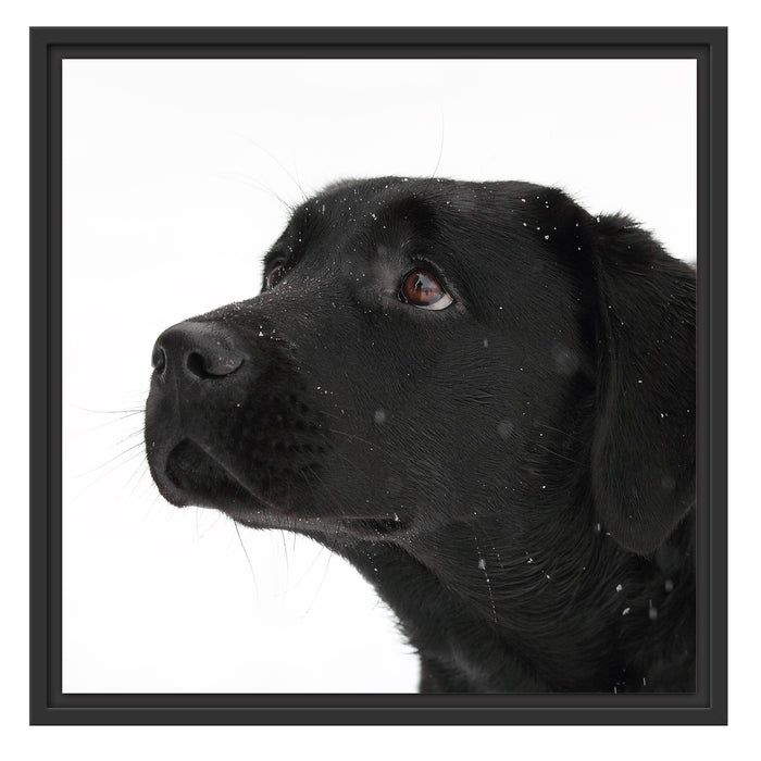 Schwarzer Labrador im Schnee Schattenfugenrahmen Quadratisch 55x55