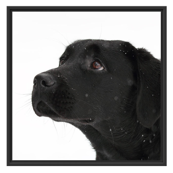 Schwarzer Labrador im Schnee Schattenfugenrahmen Quadratisch 70x70