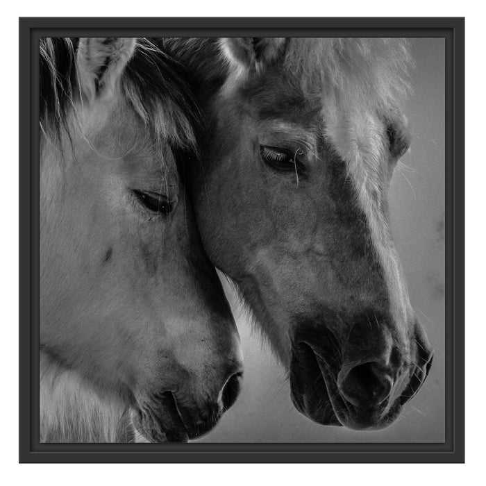 zwei liebevolle Pferde Schattenfugenrahmen Quadratisch 55x55