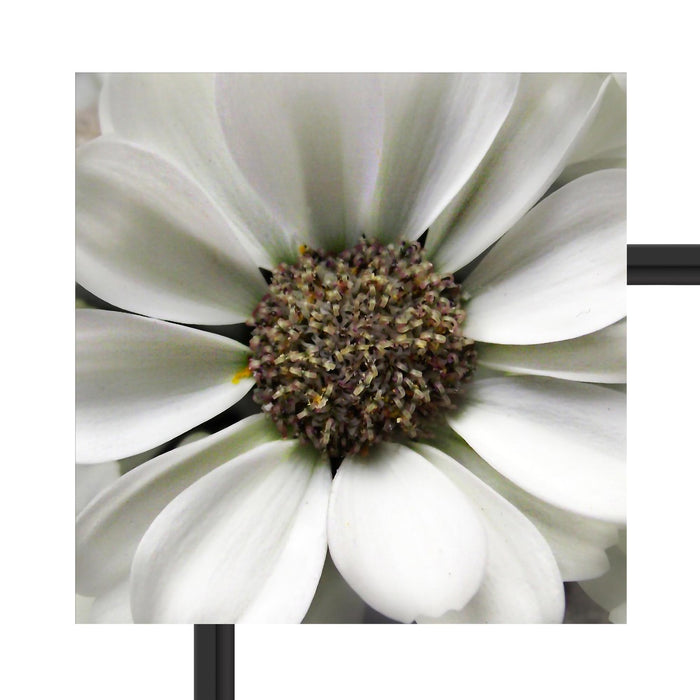 kleine weiße zarte Blüte Schattenfugenrahmen Quadratisch 40x40