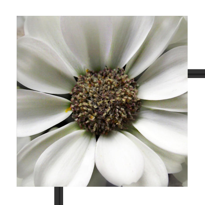 kleine weiße zarte Blüte Schattenfugenrahmen Quadratisch 55x55