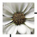 kleine weiße zarte Blüte Schattenfugenrahmen Quadratisch 70x70