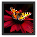 Schmetterling auf roter Blüte Schattenfugenrahmen Quadratisch 40x40