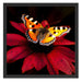 Schmetterling auf roter Blüte Schattenfugenrahmen Quadratisch 55x55