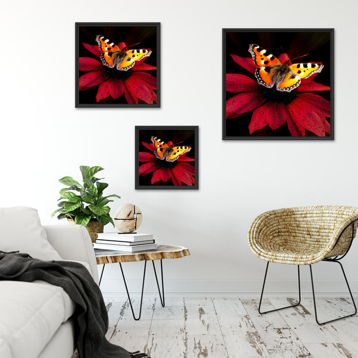 Schmetterling auf roter Blüte Quadratisch Schattenfugenrahmen Wohnzimmer