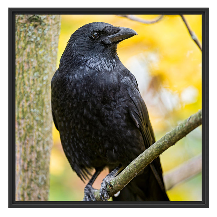 schwarzer Rabe auf Ast Schattenfugenrahmen Quadratisch 70x70