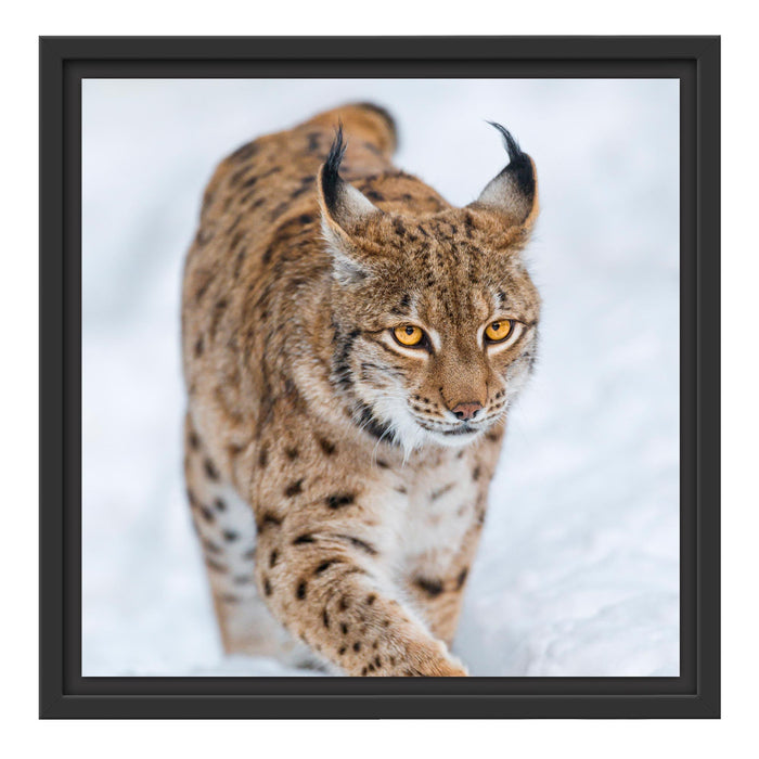 Luchs im Schnee Schattenfugenrahmen Quadratisch 40x40