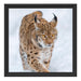 Luchs im Schnee Schattenfugenrahmen Quadratisch 40x40
