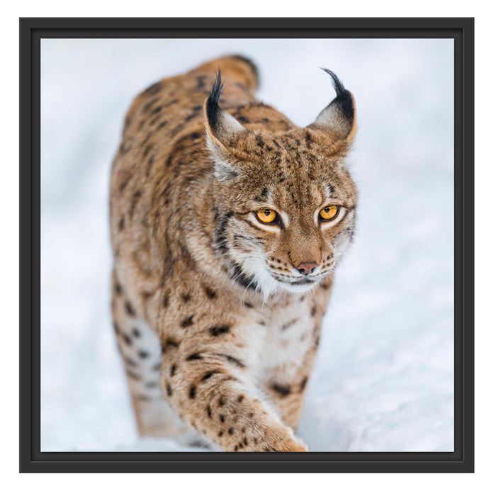 Luchs im Schnee Schattenfugenrahmen Quadratisch 55x55