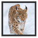 Luchs im Schnee Schattenfugenrahmen Quadratisch 55x55
