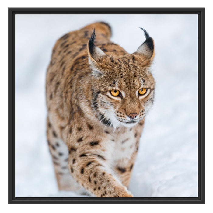 Luchs im Schnee Schattenfugenrahmen Quadratisch 70x70