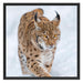 Luchs im Schnee Schattenfugenrahmen Quadratisch 70x70