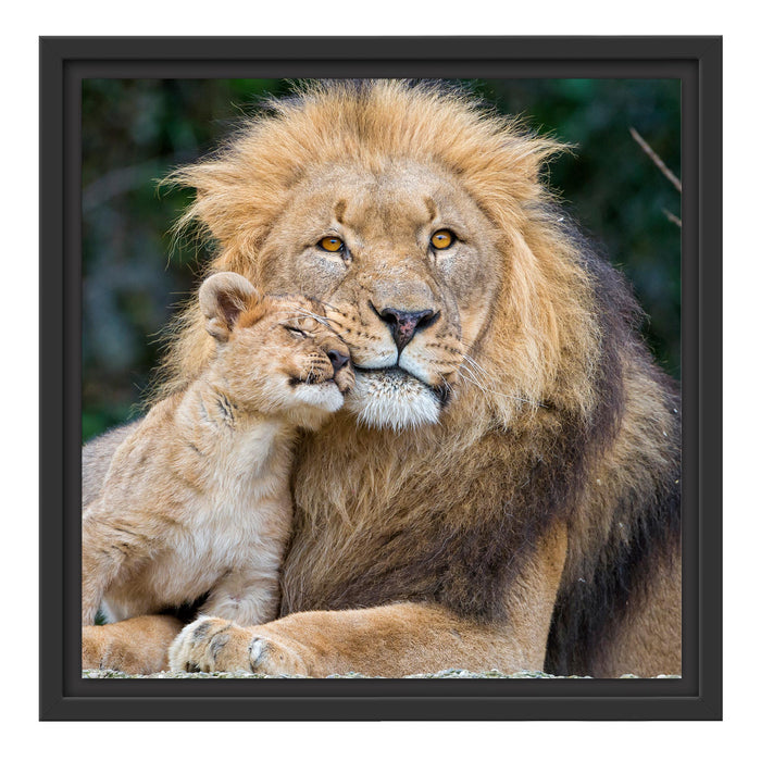 schöner Löwe mit Jungtier Schattenfugenrahmen Quadratisch 40x40