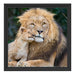 schöner Löwe mit Jungtier Schattenfugenrahmen Quadratisch 40x40