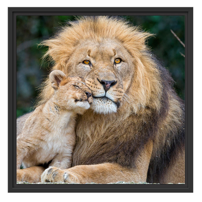 schöner Löwe mit Jungtier Schattenfugenrahmen Quadratisch 55x55