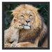 schöner Löwe mit Jungtier Schattenfugenrahmen Quadratisch 55x55