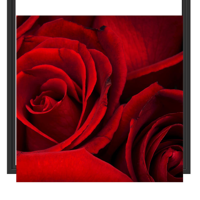 rote Rosen Schattenfugenrahmen Quadratisch 55x55
