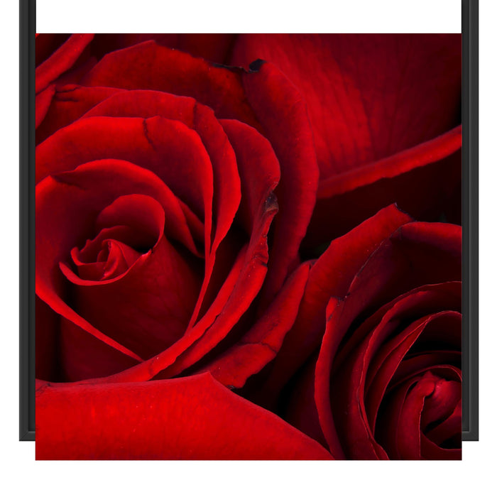 rote Rosen Schattenfugenrahmen Quadratisch 70x70