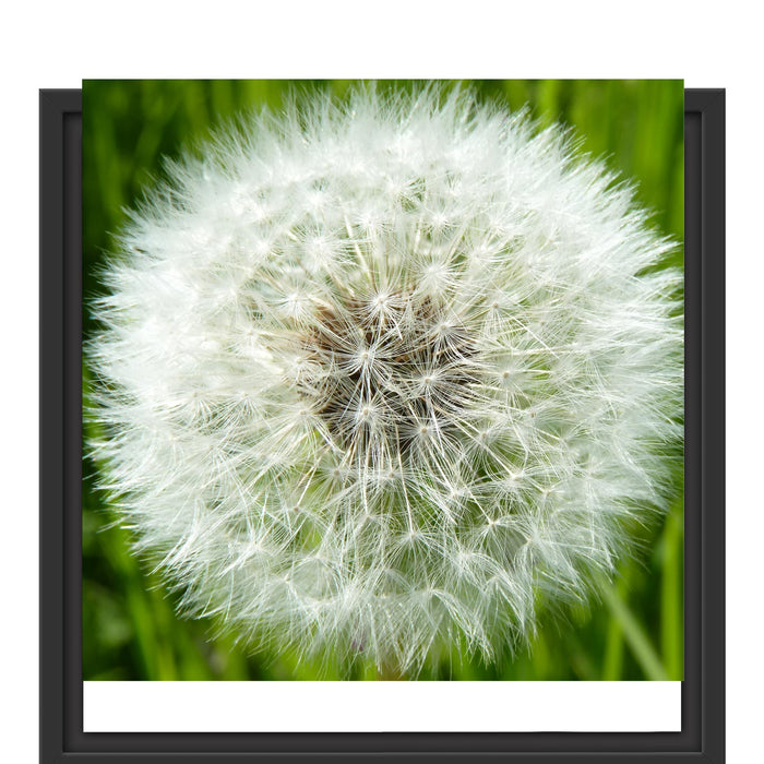 klassische Pusteblume Schattenfugenrahmen Quadratisch 40x40