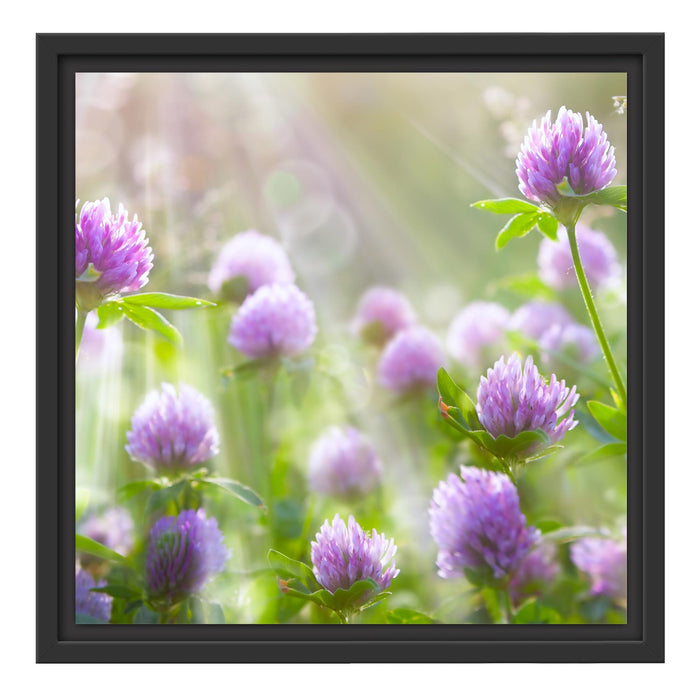 Kleeblüten im Sonnenschein Schattenfugenrahmen Quadratisch 40x40
