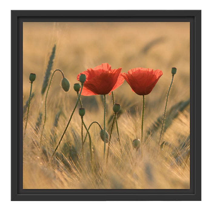 Zwei schöne Mohnblumen Schattenfugenrahmen Quadratisch 40x40