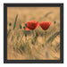 Zwei schöne Mohnblumen Schattenfugenrahmen Quadratisch 40x40