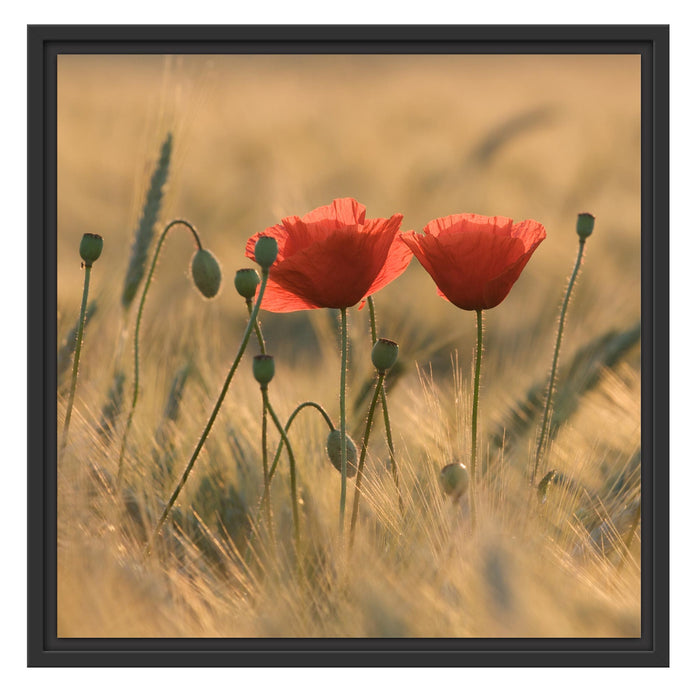 Zwei schöne Mohnblumen Schattenfugenrahmen Quadratisch 55x55