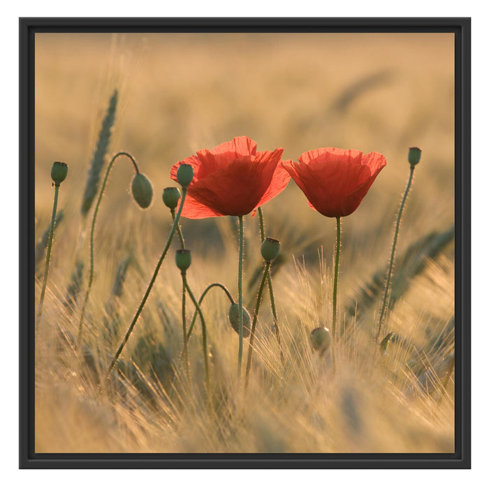 Zwei schöne Mohnblumen Schattenfugenrahmen Quadratisch 70x70