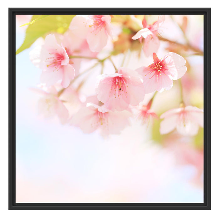 Kirschblüten an Baum Schattenfugenrahmen Quadratisch 70x70