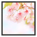 Kirschblüten an Baum Schattenfugenrahmen Quadratisch 70x70