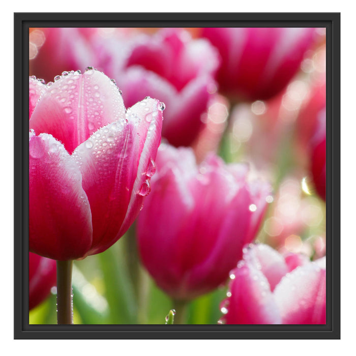 Tulpen mit Morgentau Schattenfugenrahmen Quadratisch 55x55