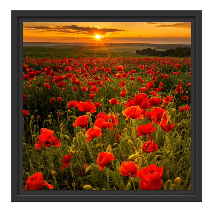 Mohnwiese im Sonnenuntergang Schattenfugenrahmen Quadratisch 40x40