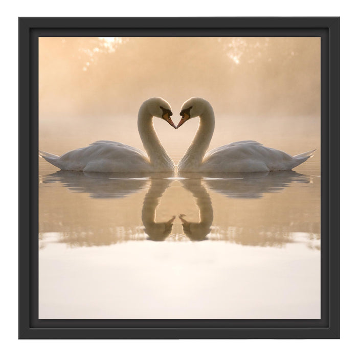 Schwäne im Morgengrauen Schattenfugenrahmen Quadratisch 40x40