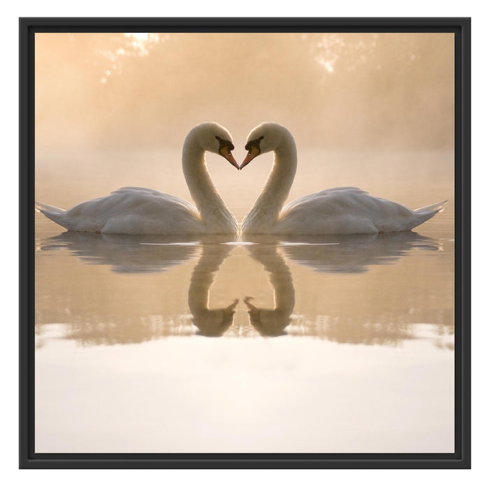 Schwäne im Morgengrauen Schattenfugenrahmen Quadratisch 70x70