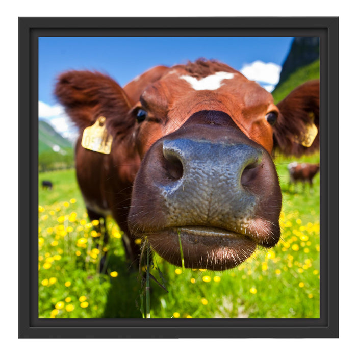 Alpen Kuh auf Bergwiese Schattenfugenrahmen Quadratisch 40x40