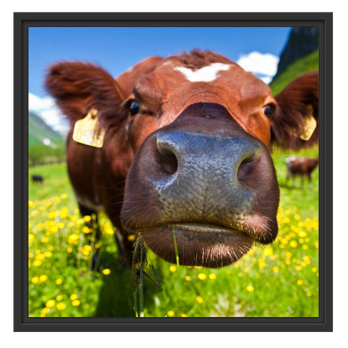 Alpen Kuh auf Bergwiese Schattenfugenrahmen Quadratisch 55x55